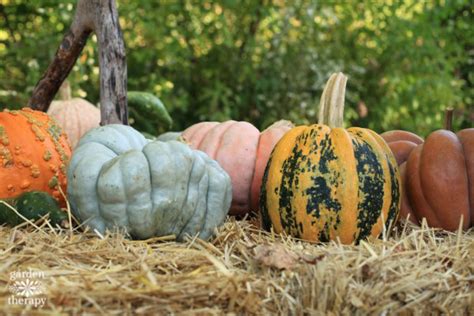 Preparing for Pumpkin Harvest: How to Pick the Perfect Pumpkin ...