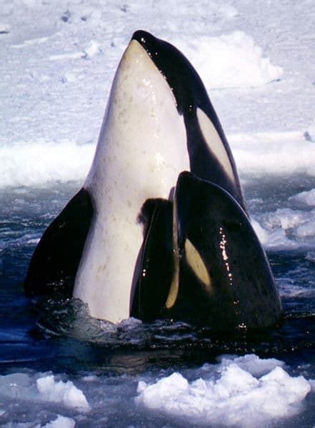 Fattest Animals - A-Z Animals