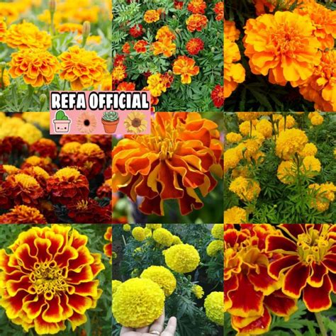 Jual Refa Biji Benih Bunga Marigold French Mix Jenis Siap Semai