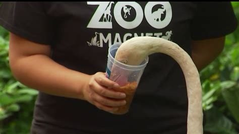 LAUSD students work directly with LA Zoo animals – NBC Los Angeles