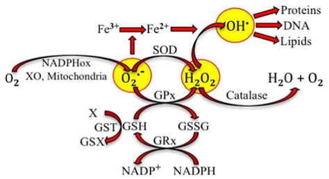 Oxidative Stress - Causes & Symptoms of Oxidative Stress