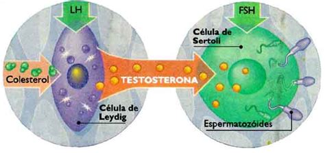 Onde A Testosterona É Produzida - Testosterona Total Livre Como Aumentar Libido Natural | CorposFlex