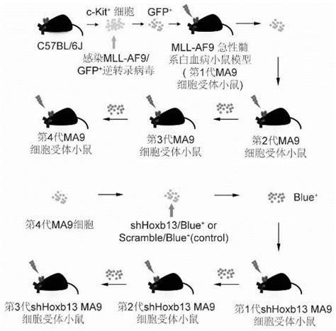 通过改变hoxb13的表达水平构建抵御mll白血病的小鼠模型及模型构建方法和应用与流程