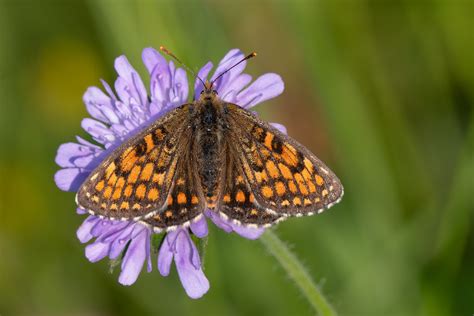 Westlicher Scheckenfalter Melitaea Parthenoides Fundort Flickr