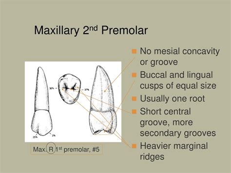 Ppt Premolars Powerpoint Presentation Free Download Id4246791