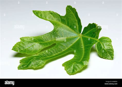 Adam With Fig Leaf Hi Res Stock Photography And Images Alamy