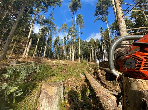 Privatwald Schnittpunkt Forstbetrieb