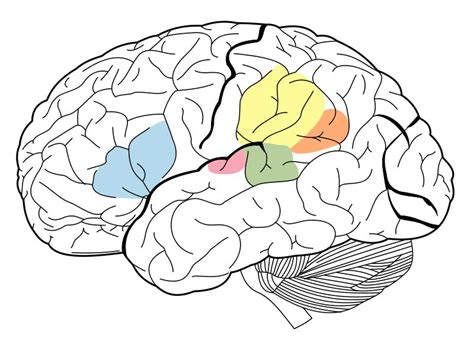 Neuroscientists Train A Deep Neural Network To Process Sounds Like