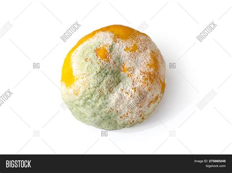 Rotten Citrus Image And Photo Free Trial Bigstock