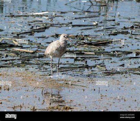 Migrating birds hi-res stock photography and images - Alamy