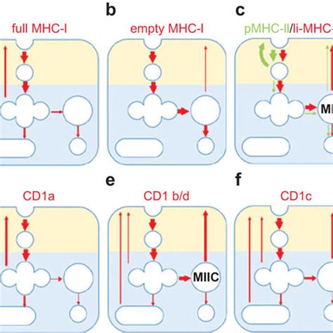 Regulation Of Endosomal Trafficking Major Regulatory Proteins That