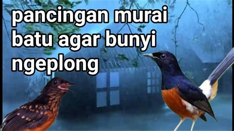 Pancingan Murai Batu Agar Bunyi Ngeplong Youtube