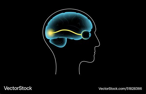 Optic nerve anatomy Royalty Free Vector Image - VectorStock