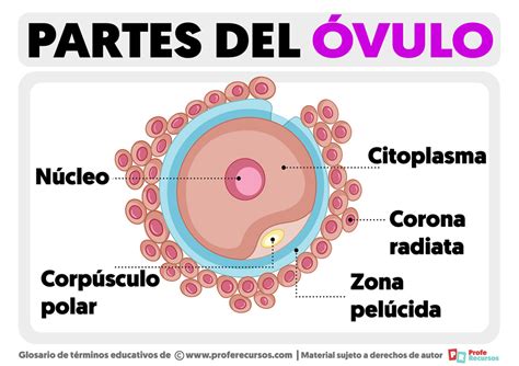 Partes Del Óvulo Estructura Del Óvulo