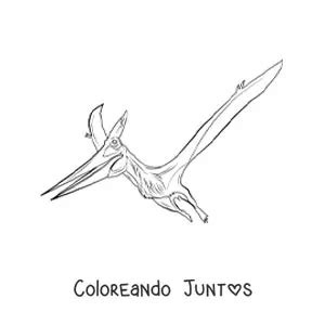 Dibujos De Dinosaurios Voladores Para Colorear Gratis Coloreando 45248