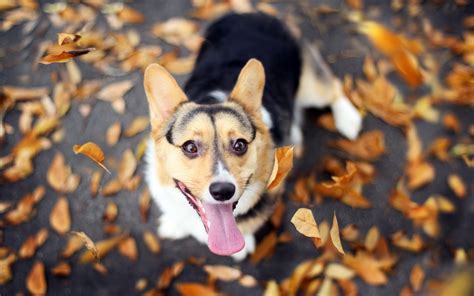 Corgi Wallpaper HD Free Download