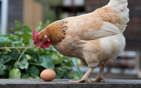 Cette découverte évolutive révèle qui entre l œuf ou la poule est