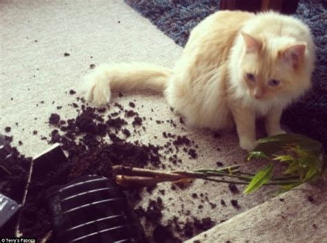 45 Pictures Of Cats Being Naughty