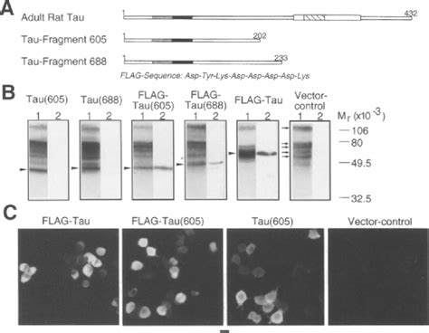 Figure 1 From Interaction Of Tau With The Neural Plasma Membrane