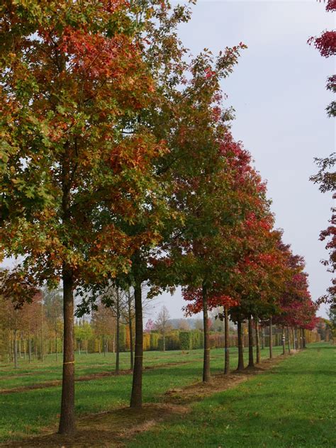 Quercus Rubra Red Oak Nothern Red Oak Van Den Berk Nurseries