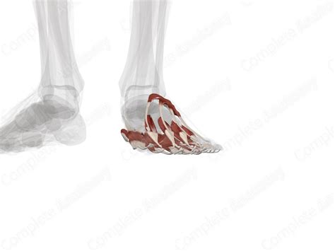 Muscles of Foot (Left) | Complete Anatomy