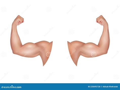 Flex Bicep Icon Cartoon Vector Strong Muscular CartoonDealer