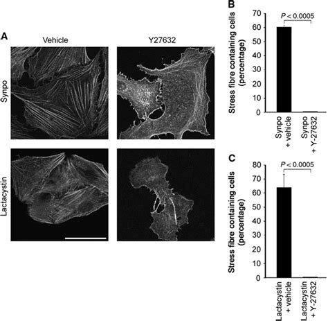 Rho Kinase Inhibition Suppresses Synaptopodin Or Lactacystin Induced