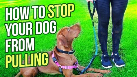 How Do You Train A Dog To Stop Pulling On The Leash