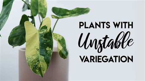 Top 10 Plants With UNSTABLE Variegation YouTube