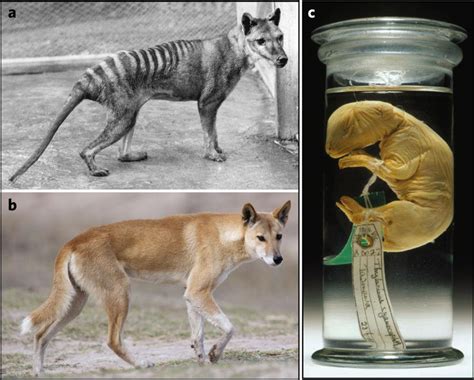 Can Tasmanian Tigers Be Revived From Extinction Scientists Sequence Dna