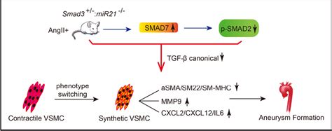 Figure 8 From MicroRNA 21 Knockout Exacerbates Angiotensin IIInduced