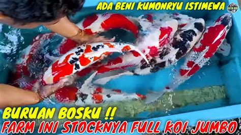 STOCK IKAN KOI DI FARM INI JUMBO JUMBO GUYS KOHAKU SHOWA SANKE BENI