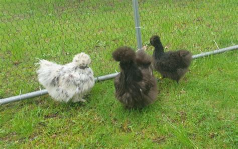 Silkie Chicks EggSellent Au