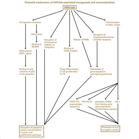 | HHV-6 in nodular sclerosis Hodgkin lymphoma. (A) Presence of HHV-6... | Download Scientific ...