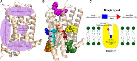 Frontiers The Impact Of The Secondary Binding Pocket On The