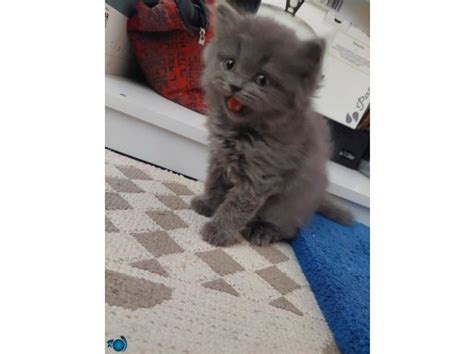 British Shorthair Erkek Oyuncu K V Rc K