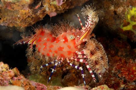 Common Marble Shrimp Stock Image Image Of Coral Scuba 27569895