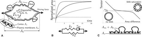 Cell Blebbing and Membrane Area Homeostasis in Spreading and Retracting ... 