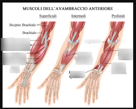 Muscoli Avambraccio Diagram Quizlet