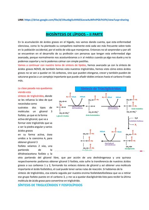 Solution B Biosintesis De Trigliceridos Y Fosfolipidos Studypool