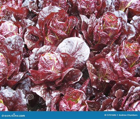 Red Cabbages Stock Photo Image Of Plantation Grow Leaves 5701686