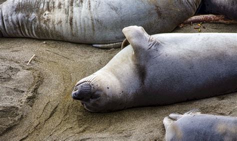 Elephant Seals Free Stock Photo - Public Domain Pictures