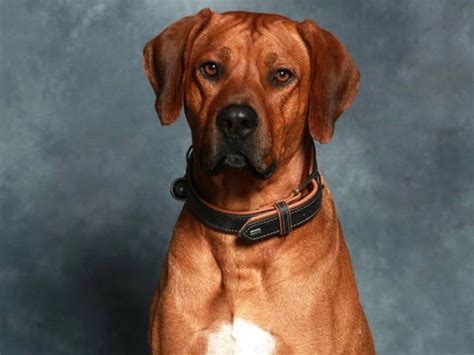 Talon Rhodesian Ridgeback Lof Pour Saillie Petite Annonce Chien