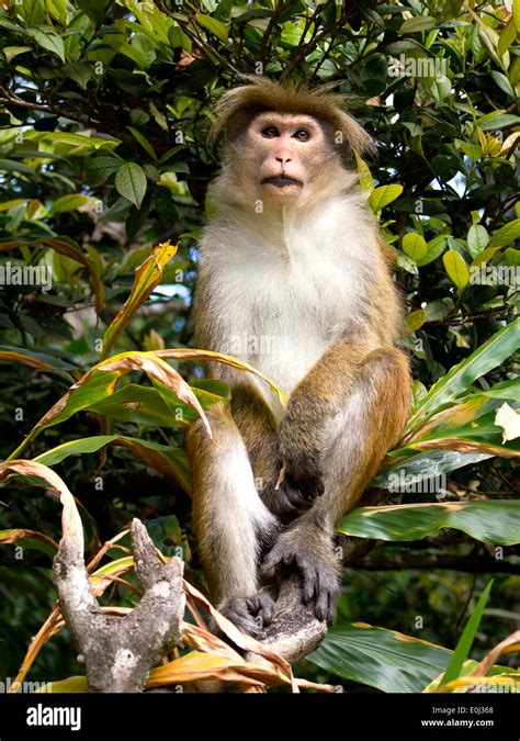 Asian monkey on the tree in Sri Lanka Stock Photo - Alamy