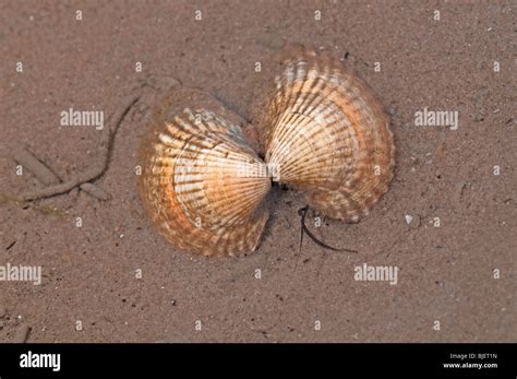 Common Cockle Cerastoderma Edule Cardium Edule Shells On Sand Stock