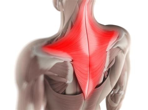 Botox For Trapezius Muscle In Sg Shoulder Contouring