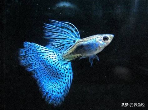 孔雀魚越養越多的小技巧：一個魚缸孔雀魚公母比例配置的重要性 每日頭條