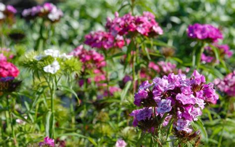 Dianthus Barbatus Mischung Bart Nelke