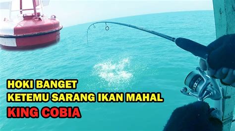 Mancing Kali Ini Dapat Ikan Mahal Semua Cobia Tenggiri Kerapu Youtube