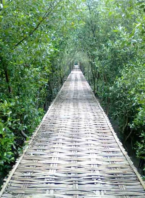 Hutan Mangrove Wonorejo Surabaya